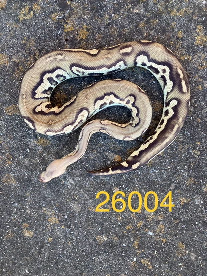 600g Ball Python Blackhead Fire Clown 600g Ball Python by SOS Amador