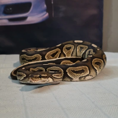 CB24 Cinnamon Ball Python - male for sale from Wigan Royals