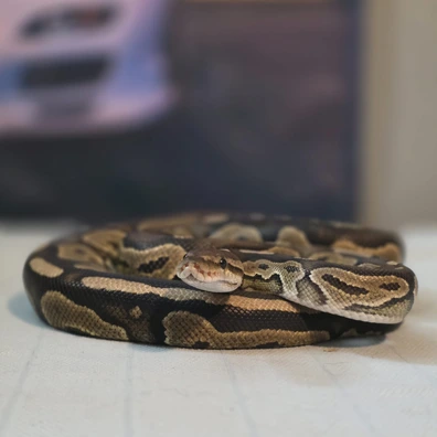 Cb24 Cinnamon Ball Python - unknown for sale from Wigan Royals