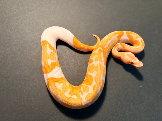 View of Dreamscile Ball Python by Infinity Reptile Creations