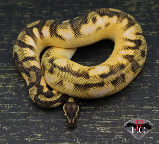 Orange Dream Enchi Scrambler Calico Yellow Belly Pastel Ball Python by ...