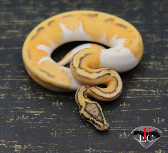 P OD Enchi Hypo Pied Ball Python by FLAWLESS