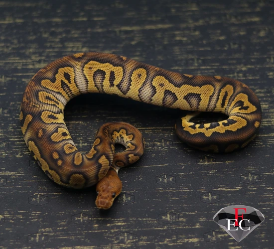 Stranger Clown Ball Python by FLAWLESS
