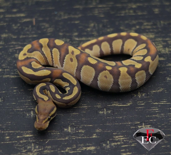 Vans Ball Python BH OD Enchi Van Hypo Ball Python by FLAWLESS