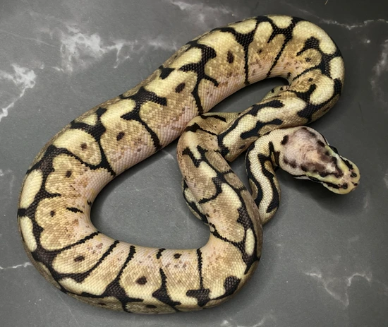 Spider Mutation Royal Python Lesser Pastel Spider Het VPI Axanthic Ball Python by JFlos Royal Empire