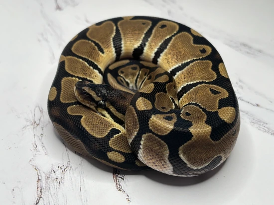 Normal Dbl Het Vpi Axanthic Pied Ball Python by JFlos Royal Empire