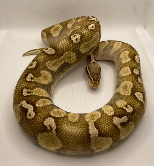 Lesser Pastel Royal Python Ghi Lesser Pastel Ball Python by JFlos Royal Empire
