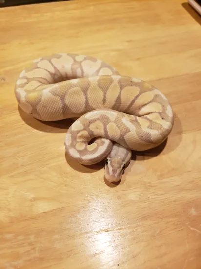 2022 Male Banana Ball Python by Manhattan Reptile Planet