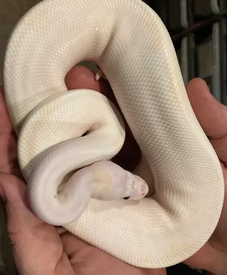 Sulfer Fire Ball Python by Manhattan Reptile Planet