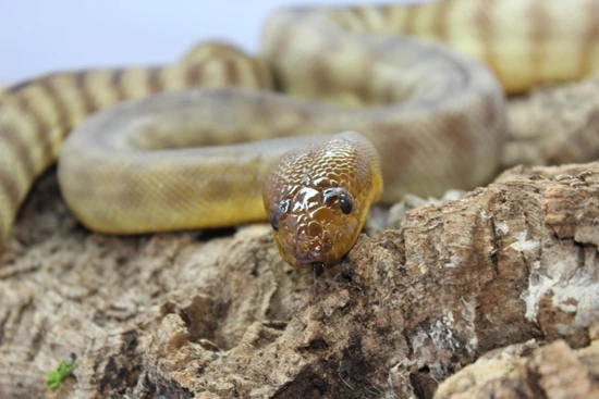 Woma Python by Florida Man Reptiles LLC