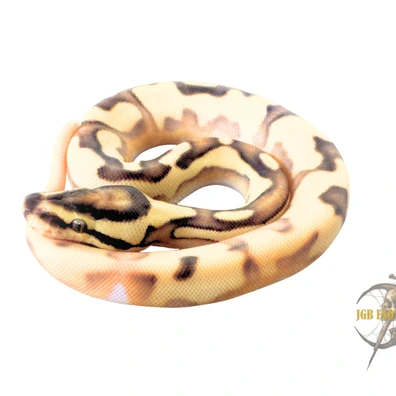 (High Intensity) Super Orange Dream Enchi Vanilla Cream Het Hypo 66% Het Pied