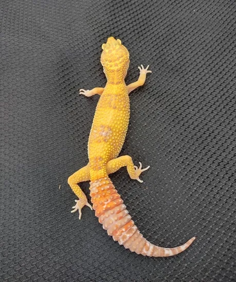 Rainwater Het Eclipse Het Murphy Patternless Leopard Gecko by Wilde Eye ...