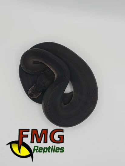 Super Black Pastel Ball Python by FMG Reptiles