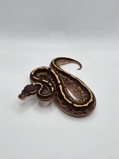 Black Magic Python Black Magic (Black Pastel Mojave) Ball Python by FMG Reptiles