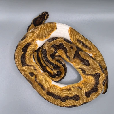 Ultramel HGW Ball Pythons by FMG Reptiles - MorphMarket