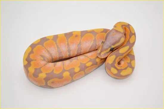FNR Vanilla Banana Ball Python by Freek Nuyt / FNReptiles