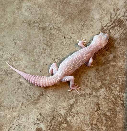 Super Snow Raptor Leopard Gecko by Foggy Mountain Exotics