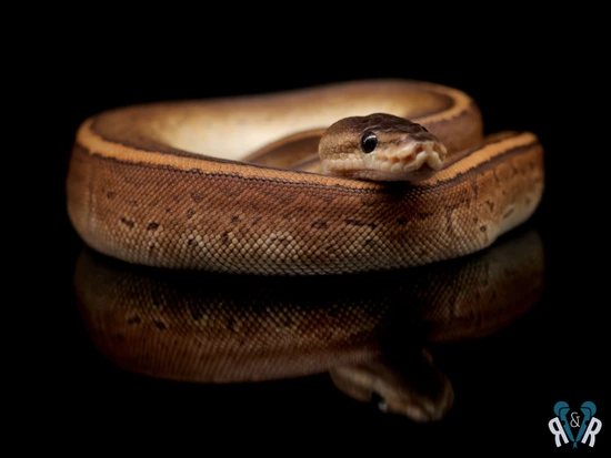 Cinnamon Cypress Pinstripe Het Clown Ball Python by Rodents & Royals