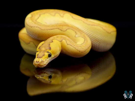 True Butter Enchi Clown Ball Python by Rodents & Royals