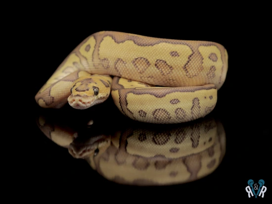 Leo Lesser Ball Python Leopard Lesser Clown Ball Python by Rodents & Royals