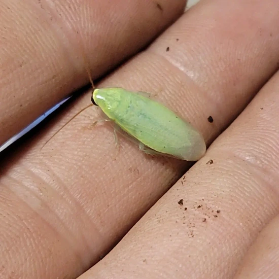 Banana Roach (Panchlora Nivea) 20 Ct Cockroach by Forest Fauna NY