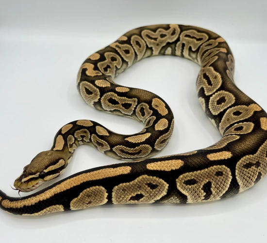 Huffen Ball Python Hypo Huffman Ball Python by Forged Exotics