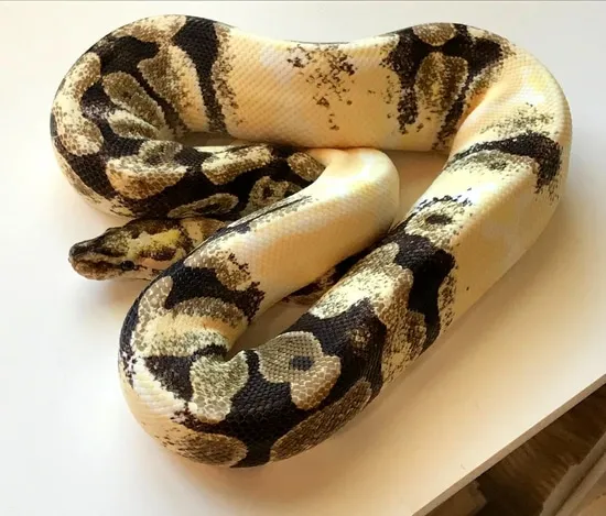 Paradox/chimera Albino Ball Python by Forktongue Farm