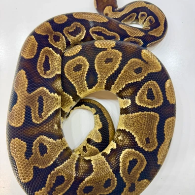 Asphalt Het Clown Ball Python - female for sale from Hermens Ball Pythons