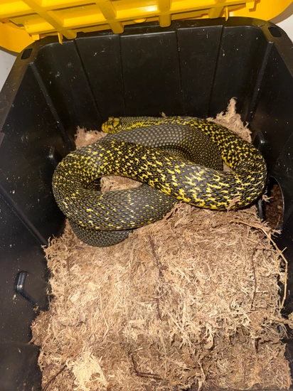 Pair Of Adult King Rats Other Rat Snake by Ferguson Reptile Company