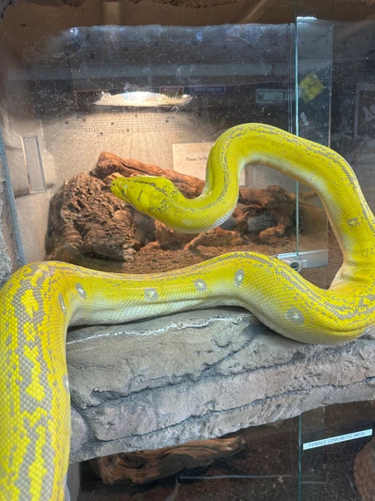 Adult Male Albino Purple Golden Child Reticulated Python by Freddys ...