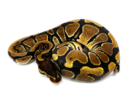 Dodgeball Python's Het DG Ball Python by F n’ A Balls