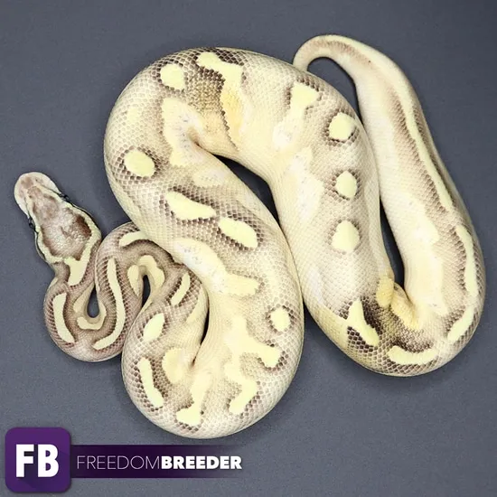 Fore Fly Calico Ball Python Firefly Calico Lesser Ball Python by Freedom Breeder