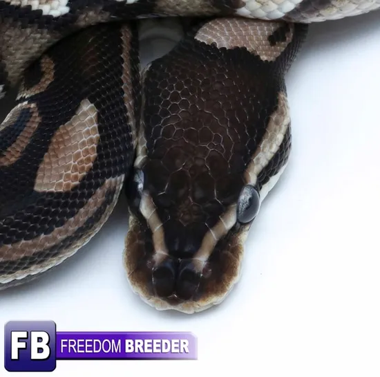 Cinnamon Raven Ball Python by Freedom Breeder