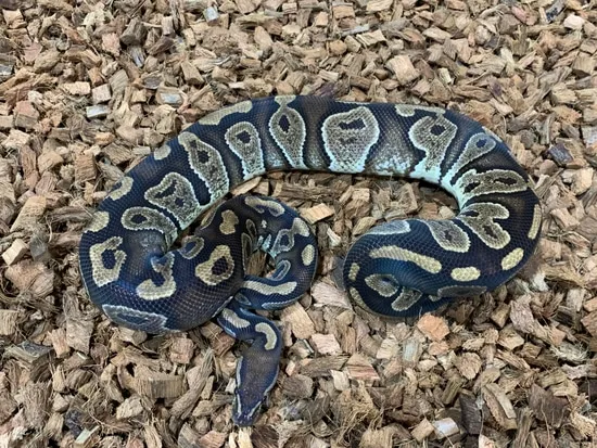 Raven Ball Python by Freedom Breeder