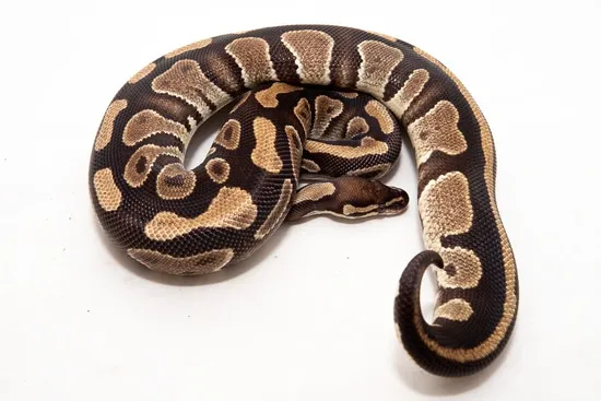 African Import Ball Python by Freedom Breeder
