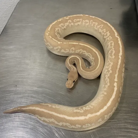 Onyx Mojave Coral Glow Ball Python by Freedom Breeder