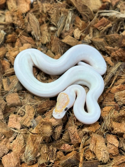 Pinto Ball Python Coral Glow Orange Dream Pinto Ball Python by Freedom Breeder