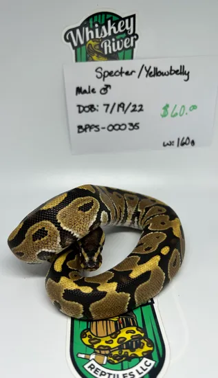 Specter / Yellowbelly Ball Python by Whiskey River Reptiles