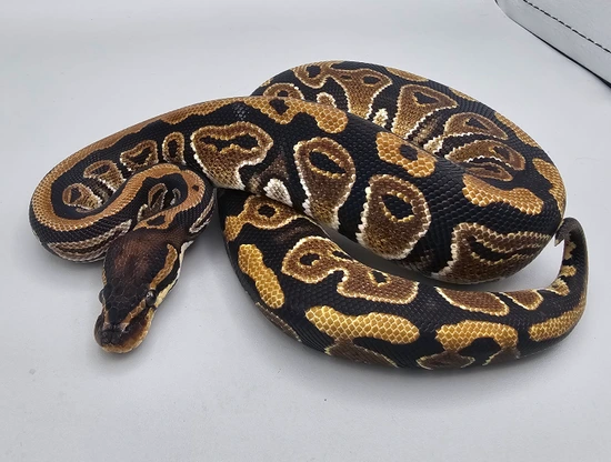 Normal 66% Pos Het Piebald Ball Python by Frosty Pythons