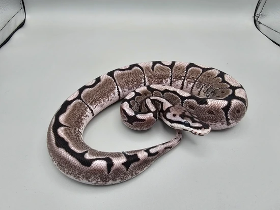 Axanthic Spider Ball Python Personality VPI Axanthic Spider Ball Python by Frosty Pythons