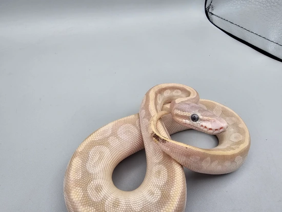 Crystal Pos Pastel Or Super Pastel With Paradox Ball Python by Frosty ...