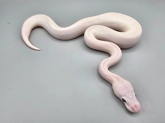Super Lesser Ball Python by Frosty Pythons