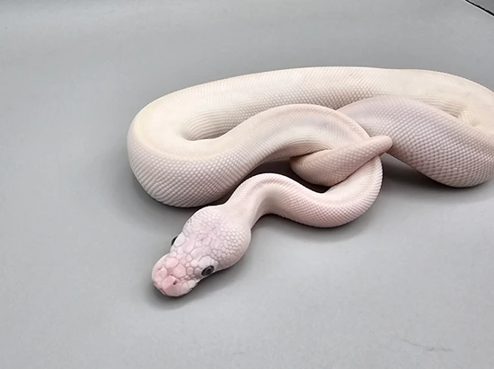 Super Lesser Ball Python by Frosty Pythons