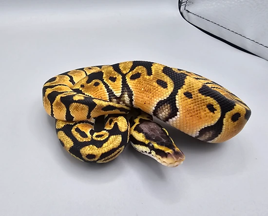 Pastel Het Clown Ball Python by Frosty Pythons