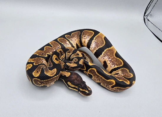 Calico Garden Fase Python Calico Ball Python by Frosty Pythons