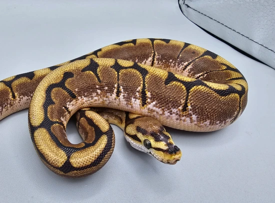 python regius 'ball python'scaleless head spider 2021... Scaleless Head Spider Ball Python by Frosty Pythons