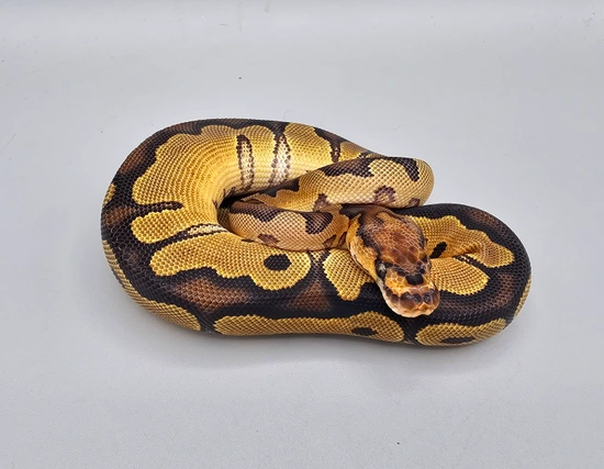 Clown Ball Python by Frosty Pythons