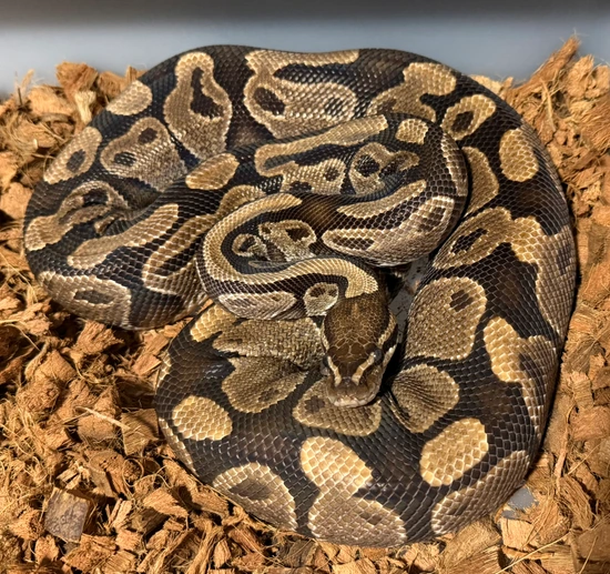 Fire - Proven Breeder Ball Python by FAAR Reptiles