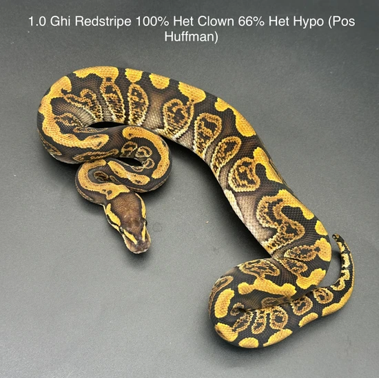 Huffen Ball Python Ghi Redstripe 100% Het Clown 50% Het Hypo (Pos Huffman) Ball Python by ...