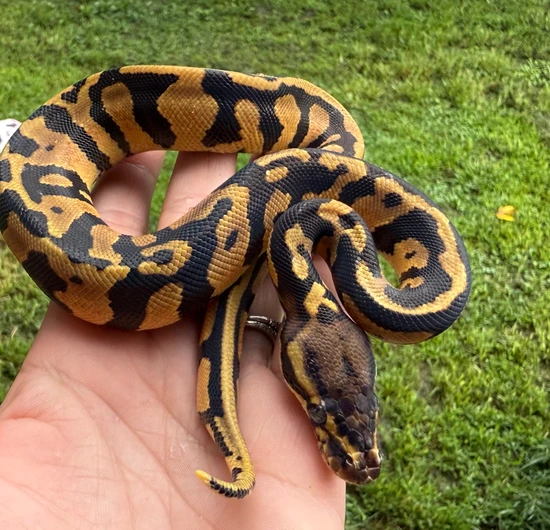 OD Acid Het Monarch Ball Python by Full Throttle Reptiles